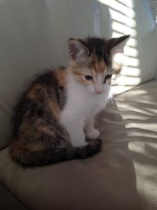Miepje heeft een eigen mandje gevonden! Ze heeft de naam Kiki gekregen, we wensen haar en de nieuwe eigenaar veel geluk samen!