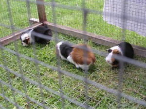 Drie grasmaaiers samen gezellig in de buitenkooi. Links de moeder en rechts de zus van Dougie, de middelste is (gecastreerde) macho Knorretje