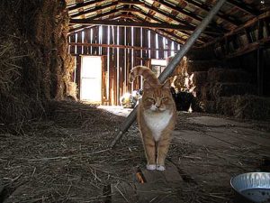 Buitenkatten voorbeeld