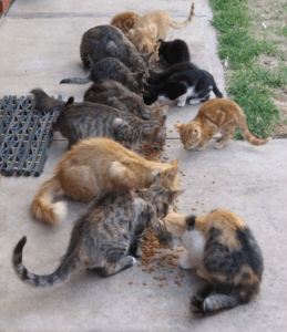 Buitenkatten voorbeeld