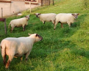 Dolly, Polly, Wolly en Pippi net geschoren door David de schapenscheerder