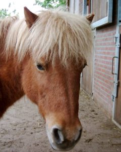 Vera is 29 jaar geworden op 15 mei 2012 en woont ook in "de Paardenkamp"