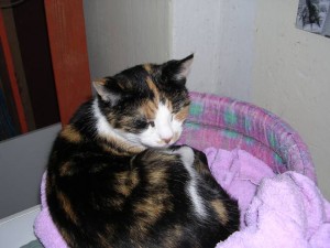 Mrs.Bean was 17 toen zij in 2006 naar de kattenhemel ging