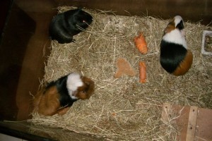 Cavia's houden van gezelschap (2 dames en 1(gecastreerde) heer)