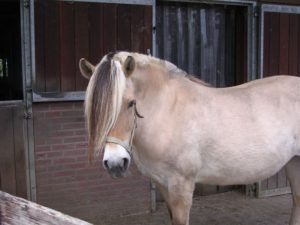 Karin is 22 jaar geworden op 21 april 2012 en woont nu in "de Paardenkamp"