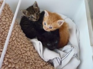 Kittens Leerdam