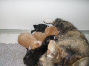 Moederpoes met 5 kittens