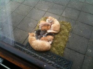 mpkroost