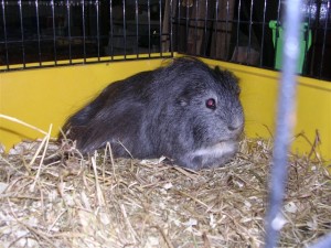 Deze hippie-cavia is in 2008 overleden