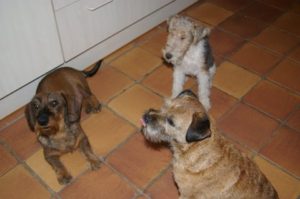 Elmo (net overleden na Lyda), Yari en Murphy wachten op een koekje