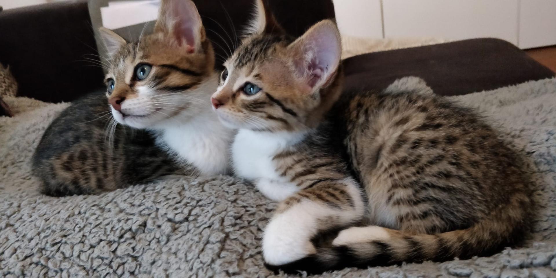 ginder Regelmatigheid beklimmen Kittens < 1 jaar - Stichting Superkatten