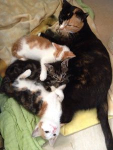 De drie kittens van Roos Teun, Puff en Anesia zijn verhuisd.