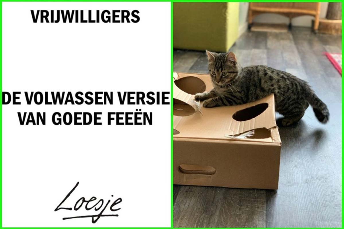 Vrijwilligers gezocht! Stichting Superkatten